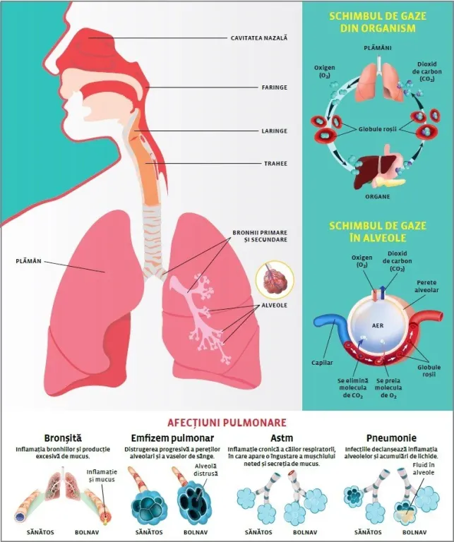 Uleiuri esențiale pentru sănătatea respiratorie și confortul zilnic